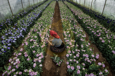 14. TARIM ORMAN VE İNSAN FOTOĞRAF YARIŞMASI - Ahmet Fatih SÖNMEZ