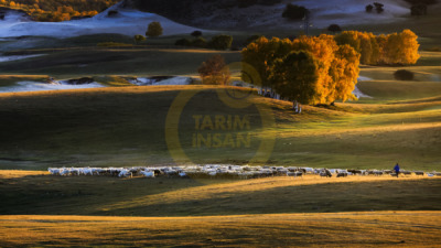 14. TARIM ORMAN VE İNSAN FOTOĞRAF YARIŞMASI - Ming LİU
