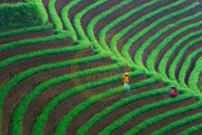 14. TARIM ORMAN VE İNSAN FOTOĞRAF YARIŞMASI - Muhana SYAFİQUDDARY