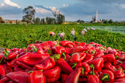 14. TARIM ORMAN VE İNSAN FOTOĞRAF YARIŞMASI - Ender PEKŞEN