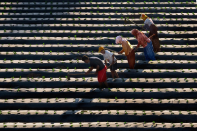 2. TARIM VE İNSAN FOTOĞRAF YARIŞMASI - Melih SULAR
