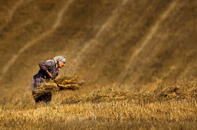 2. TARIM VE İNSAN FOTOĞRAF YARIŞMASI - Erol AYYILDIZ