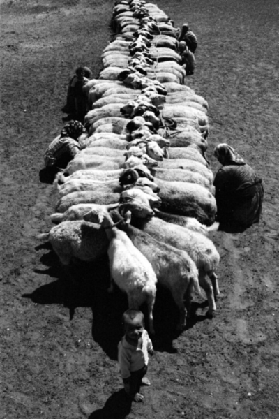 2. TARIM VE İNSAN FOTOĞRAF YARIŞMASI - Celal GEZİCİ