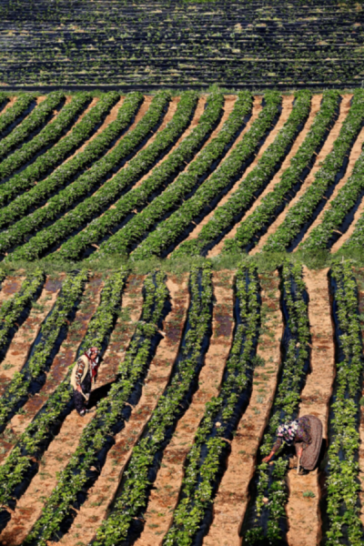 2. TARIM VE İNSAN FOTOĞRAF YARIŞMASI - Gökalp BİLİCİ