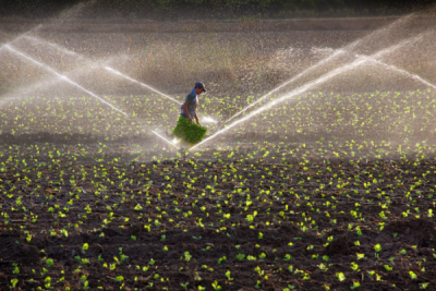 2. TARIM VE İNSAN FOTOĞRAF YARIŞMASI - İsmet DANYELİ