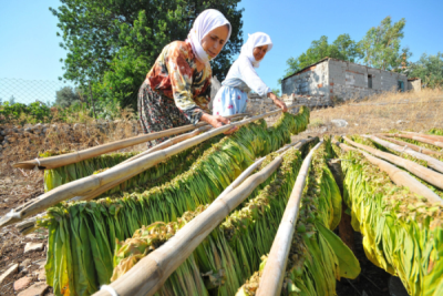 2. TARIM VE İNSAN FOTOĞRAF YARIŞMASI - Kenan GÜRBÜZ