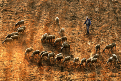 2. TARIM VE İNSAN FOTOĞRAF YARIŞMASI - Melih SULAR
