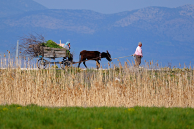 2. TARIM VE İNSAN FOTOĞRAF YARIŞMASI - Tamer YILMAZ
