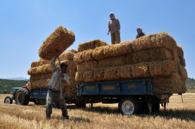 3. TARIM VE İNSAN FOTOĞRAF YARIŞMASI - Ali ÇİNE 