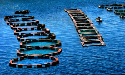 3. TARIM VE İNSAN FOTOĞRAF YARIŞMASI - Emine ASAN