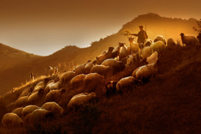 3. TARIM VE İNSAN FOTOĞRAF YARIŞMASI - Ali Fuat ALTIN