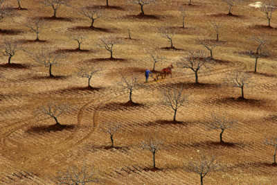 3. TARIM VE İNSAN FOTOĞRAF YARIŞMASI - Enver ŞENGÜL