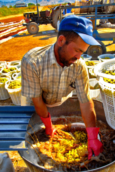 3. TARIM VE İNSAN FOTOĞRAF YARIŞMASI - Ercan AKSOY