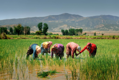3. TARIM VE İNSAN FOTOĞRAF YARIŞMASI - Ercan YOLGİDEN