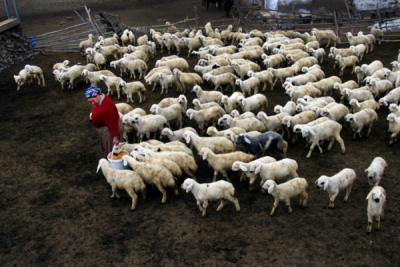 3. TARIM VE İNSAN FOTOĞRAF YARIŞMASI - Fatma ELDENİZ
