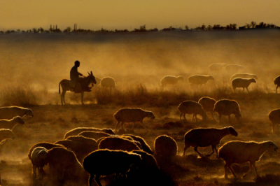 3. TARIM VE İNSAN FOTOĞRAF YARIŞMASI - Hacı Mevlüt ÖZALP 