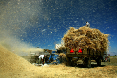 3. TARIM VE İNSAN FOTOĞRAF YARIŞMASI - Osman ERMİŞLER