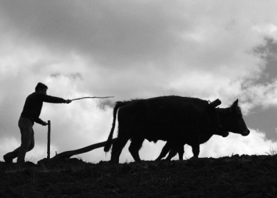 3. TARIM VE İNSAN FOTOĞRAF YARIŞMASI - Recep ÖĞÜT