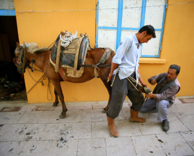4. TARIM VE İNSAN FOTOĞRAF YARIŞMASI - Yeşim Eralp DAĞDELEN