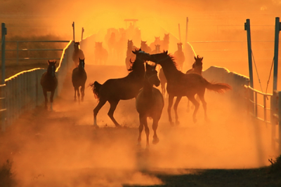 4. TARIM VE İNSAN FOTOĞRAF YARIŞMASI - Orhan KÖSE