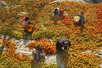 4. TARIM VE İNSAN FOTOĞRAF YARIŞMASI - Ali SAK