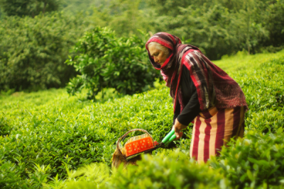 4. TARIM VE İNSAN FOTOĞRAF YARIŞMASI - Anıl AKGÜN YÖRÜK
