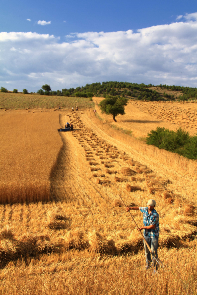 4. TARIM VE İNSAN FOTOĞRAF YARIŞMASI - Ender PEKŞEN