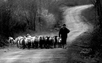 4. TARIM VE İNSAN FOTOĞRAF YARIŞMASI - Gül CEYLAN