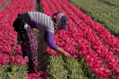 4. TARIM VE İNSAN FOTOĞRAF YARIŞMASI - Hasan YAŞAR