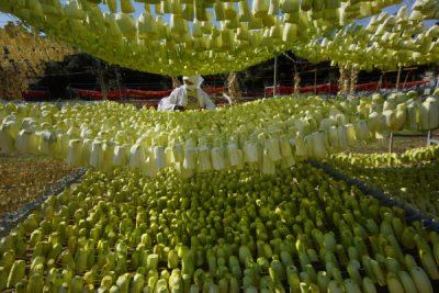 4. TARIM VE İNSAN FOTOĞRAF YARIŞMASI - Hatice AKYOL