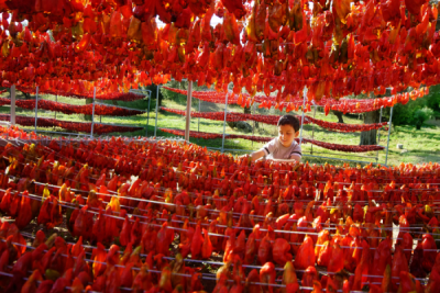 4. TARIM VE İNSAN FOTOĞRAF YARIŞMASI - Hatice AKYOL
