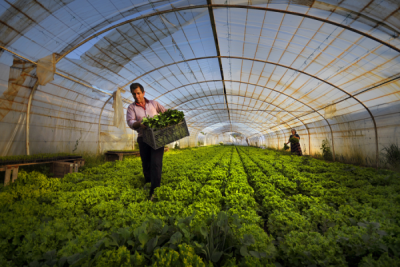 4. TARIM VE İNSAN FOTOĞRAF YARIŞMASI - İsmet DANYELİ