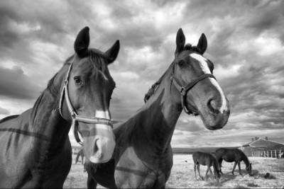 4. TARIM VE İNSAN FOTOĞRAF YARIŞMASI - İzzet GÖÇMENOĞLU