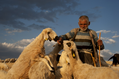 4. TARIM VE İNSAN FOTOĞRAF YARIŞMASI - Mahmut Orhan ALKAYA