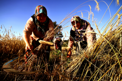 4. TARIM VE İNSAN FOTOĞRAF YARIŞMASI - Mustafa GİCE