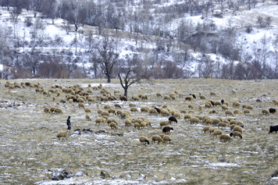 4. TARIM VE İNSAN FOTOĞRAF YARIŞMASI - Mustafa Tarık CANBAY