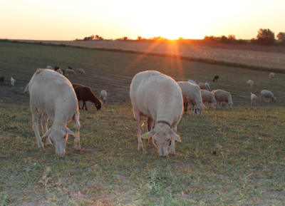 4. TARIM VE İNSAN FOTOĞRAF YARIŞMASI - Nagihan ÇAMBEL