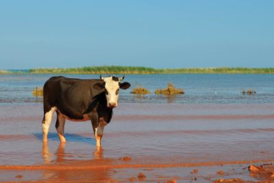 5. TARIM VE İNSAN FOTOĞRAF YARIŞMASI - Berrin İçmeli KORUCU