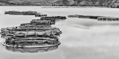 5. TARIM VE İNSAN FOTOĞRAF YARIŞMASI - Hanife YALÇIN 