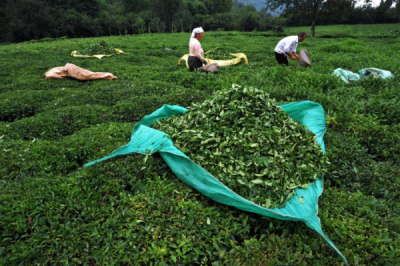 6. TARIM VE İNSAN FOTOĞRAF YARIŞMASI - Kadir Remzi ERTEN