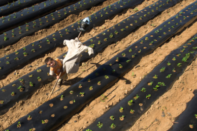 6. TARIM VE İNSAN FOTOĞRAF YARIŞMASI - Hatice AKYOL 