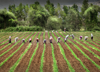6. TARIM VE İNSAN FOTOĞRAF YARIŞMASI - Hasan ZER