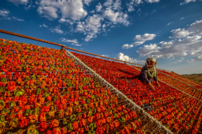 6. TARIM VE İNSAN FOTOĞRAF YARIŞMASI - Ahmet MENGÜÇ
