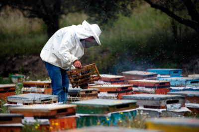 6. TARIM VE İNSAN FOTOĞRAF YARIŞMASI - Alahattin KANLIOĞLU 