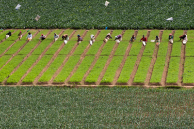 6. TARIM VE İNSAN FOTOĞRAF YARIŞMASI - Çetin ALLILIÇ