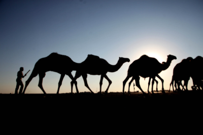 6. TARIM VE İNSAN FOTOĞRAF YARIŞMASI - Mahmut ORMANCIOĞLU