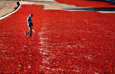 6. TARIM VE İNSAN FOTOĞRAF YARIŞMASI - Murat IŞIK