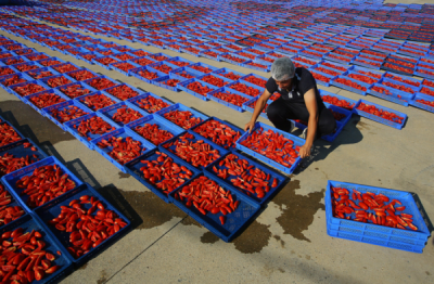 6. TARIM VE İNSAN FOTOĞRAF YARIŞMASI - Nadire GÜNDAY 