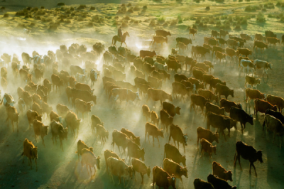 6. TARIM VE İNSAN FOTOĞRAF YARIŞMASI - Nuri ÇORBACIOĞLU