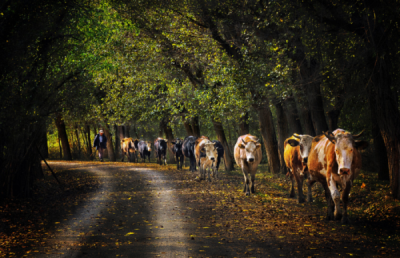 6. TARIM VE İNSAN FOTOĞRAF YARIŞMASI - Sare KURAL